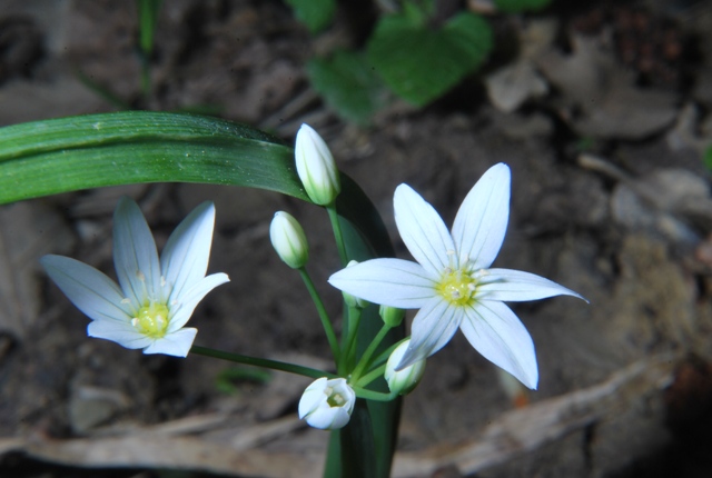 Allium pendulinum